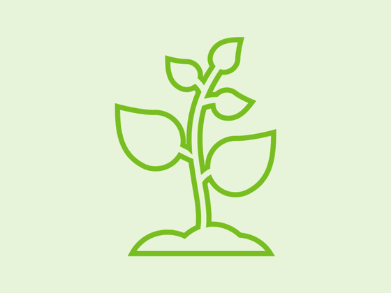 Green sprout growing